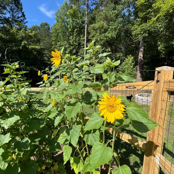 Five ⭐️ Seller - Fast Shipper! - Picture 13 of 15